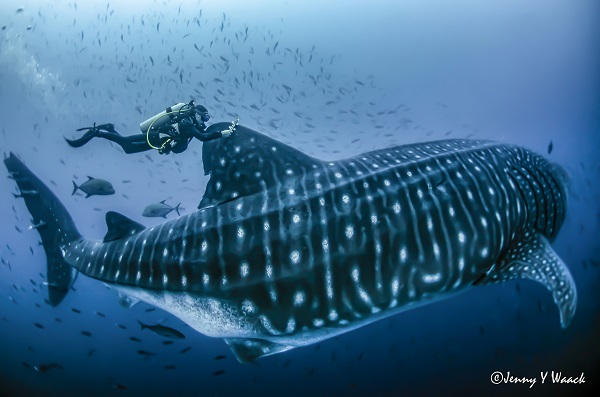 One Planet Summit: Protecting marine biodiversity from Space