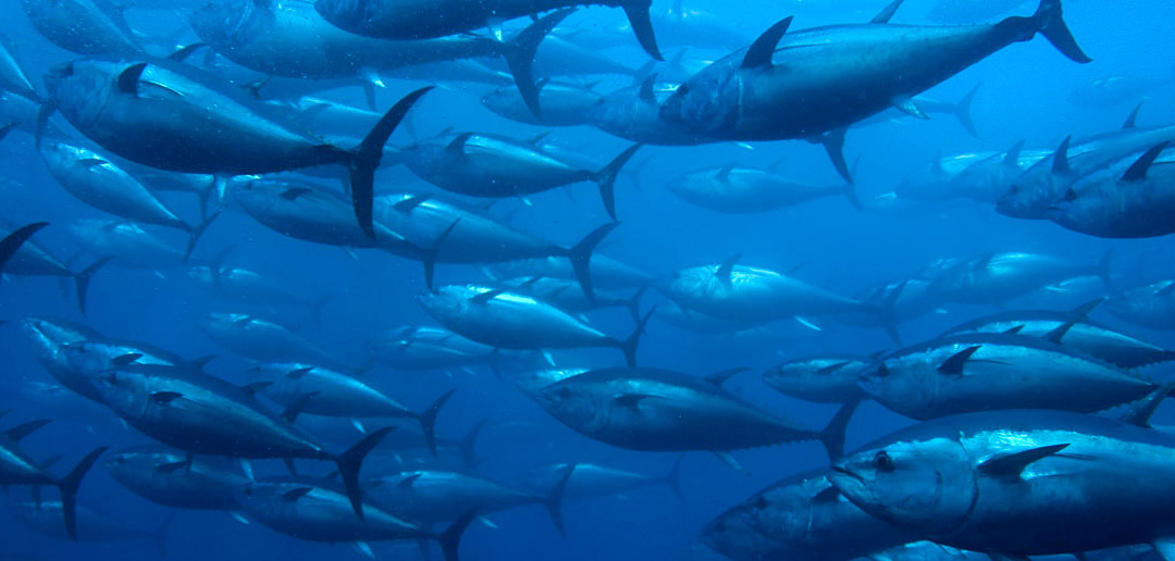 World Tuna Day – what can we do for tuna from space?