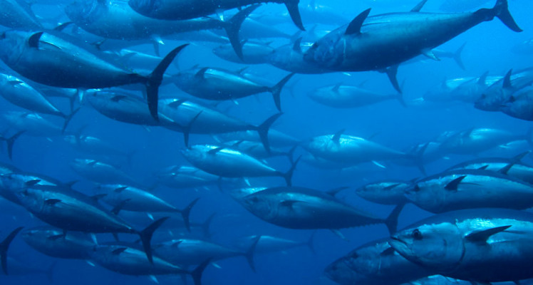 Peut-on suivre des poissons avec le système Argos ?
