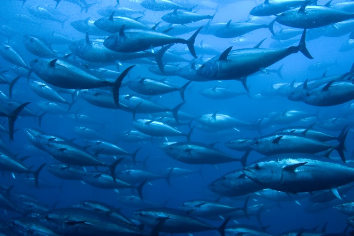 CLS Evolution Tuna CLS Evolution Tuna
