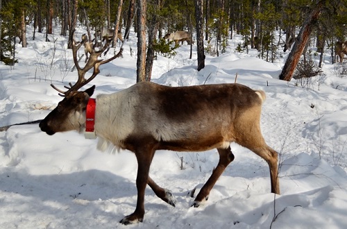 SISMA reindeer