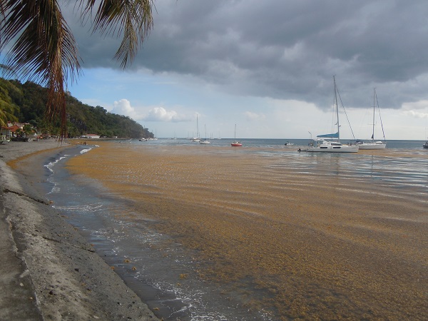 sargasses sur la plage de Saint-Pierre