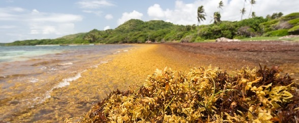 VIGISAT Station sargassum seaweed