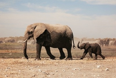 éléphants