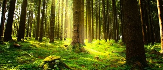 forest