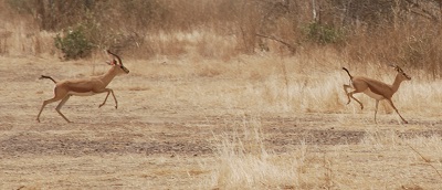 gazelles Dorcas