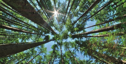CLS Group contributes to the sustainable management of French forests
