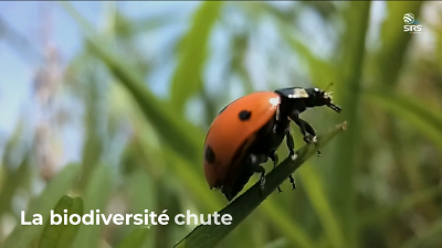 biodiversité en chute
