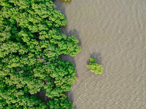 mangroves