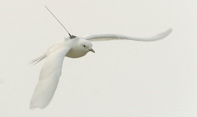 oiseau avec une balise