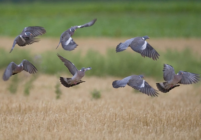oiseaux