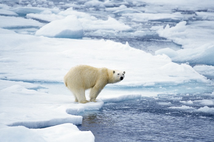 Biodiversity: high stakes for humanity
