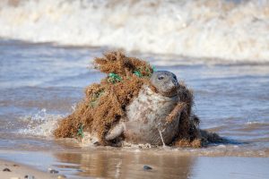phoque prit dans un filet de pêche