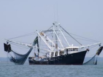 La lutte contre la pêche illégale, un enjeu mondial crucial : des solutions existent