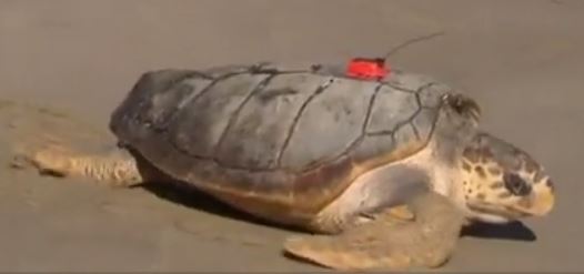 A loggerhead sea turtle equipped with an Argos beacon