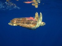 Sea turtles equipped with Argos transmitters