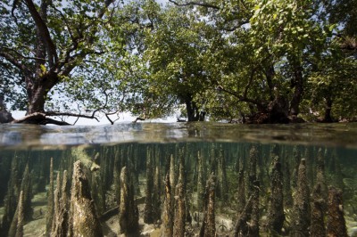 Protecting Mangrove Forests