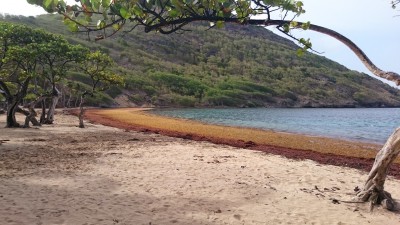 Sargassum seaweed