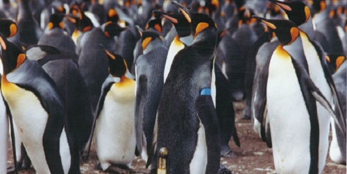 100, 000 animals tracked for 30 years by satellite