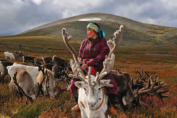 reindeers