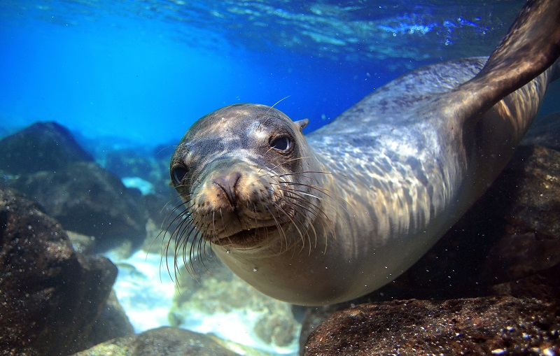 Curious sea lion underwater phoque