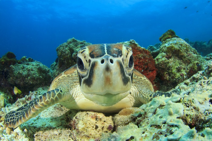 Green Sea Turtle