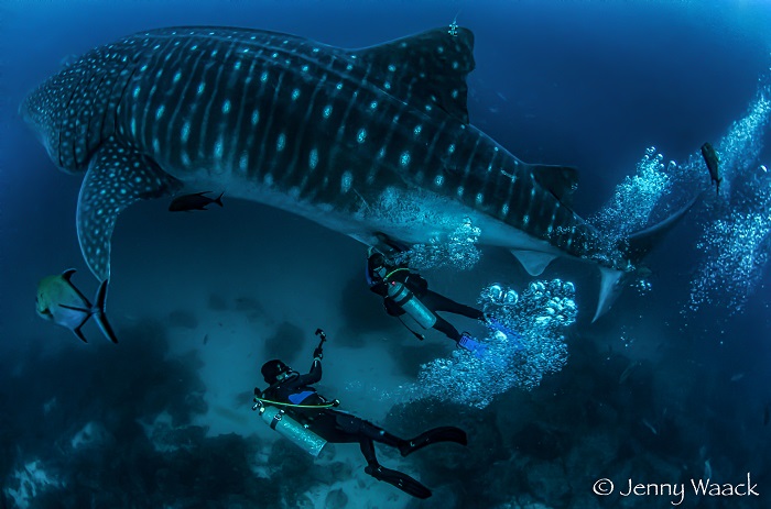 whale shark