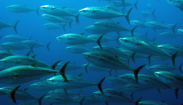 tunas