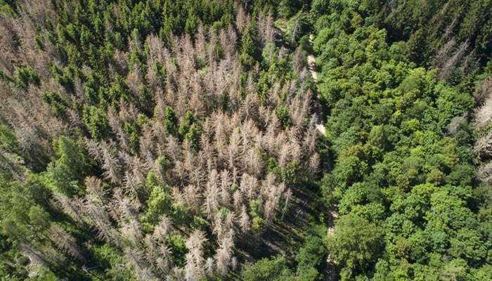 tree forest