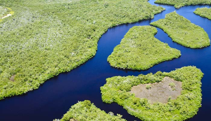 mangroves