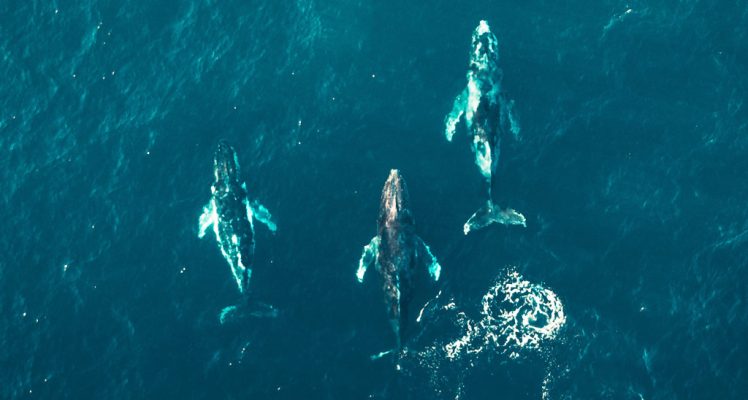 CLS, Data Partner for Our Planet Ocean