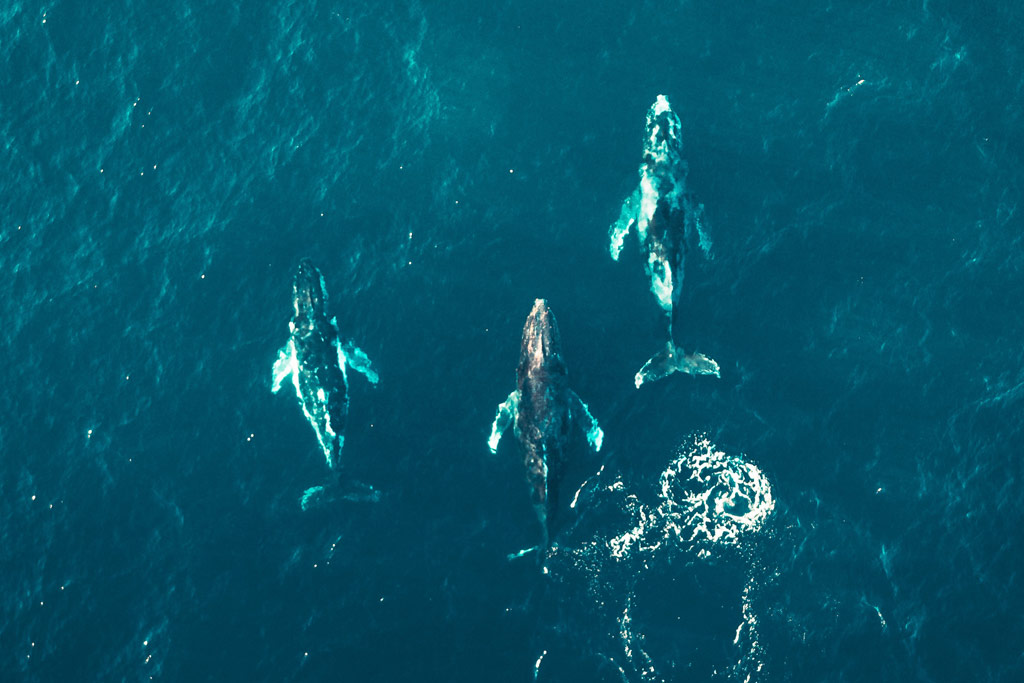 3-whales|breaking-waves|noaa-boat-steering-cabin|fish-in-a-net|world-ocean-day-naos-buoy|cls-vigisat-oil-spill |Breaking waves||||