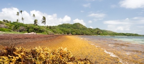 CLS to develop an operational sargassum service in the Caribbean