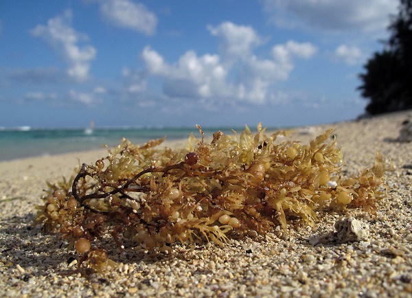 Sargassum-Sargasse-algue