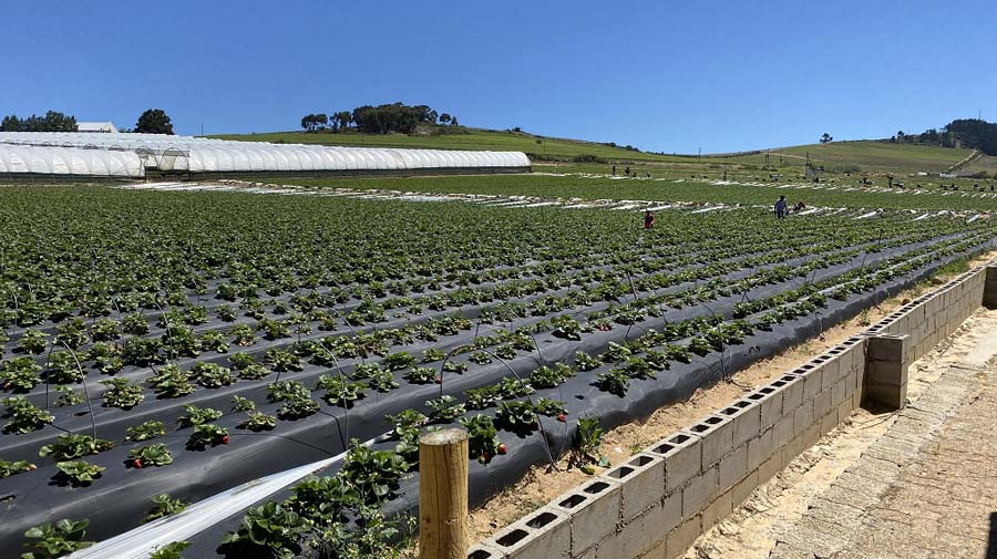 CLS helps strawberry farm