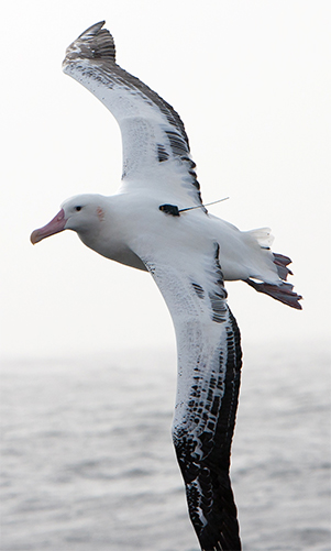 albatros