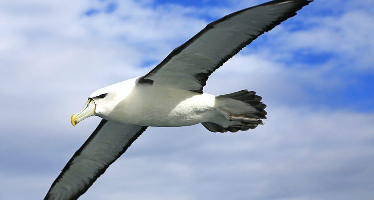 Protecting Albatrosses From Space