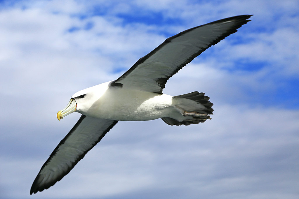 albatross-2|albatross|albatross-3 ||
