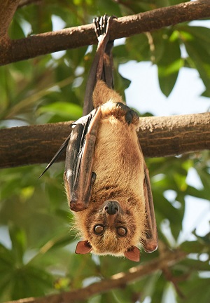 bat