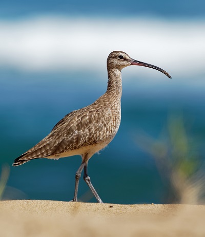 bird