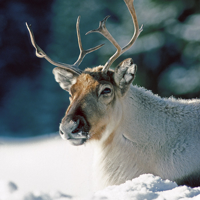 cerf