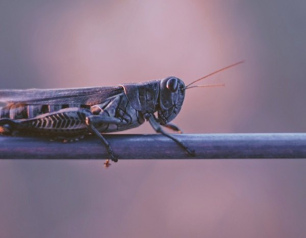 Locust invasion: EO helping farmers