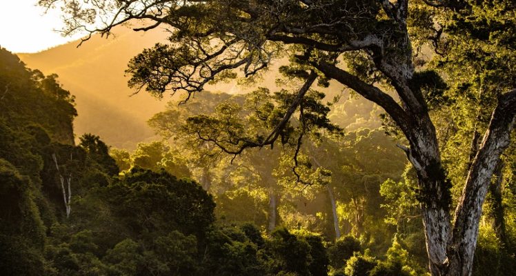 Les forêts souffrent : des chiffres alarmants dans de nombreux pays
