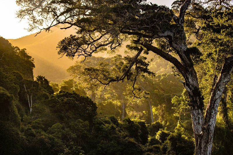 The Earth’s forests are suffering: Alarming rates in many countries