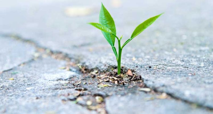 Partnership for Ecological Transition: CA2BM and CLS Take Action for Net Land Take (ZAN)