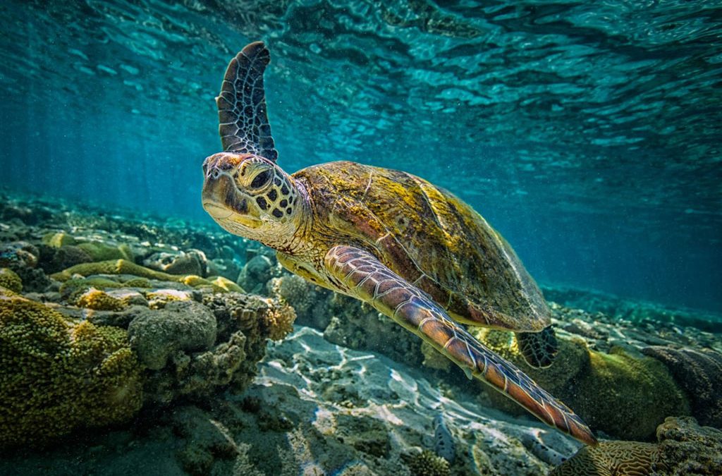 High Seas Treaty: UN Makes Historic Deal to Protect International Waters