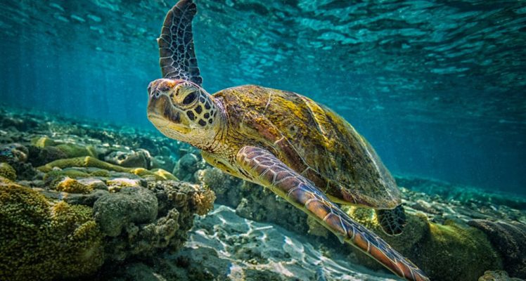 High Seas Treaty: UN Makes Historic Deal to Protect International Waters