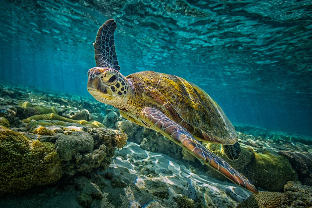 tortue verte||