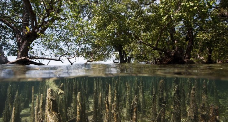 Integrated Coastal Zone Management (ICZM) and Mangrove Monitoring