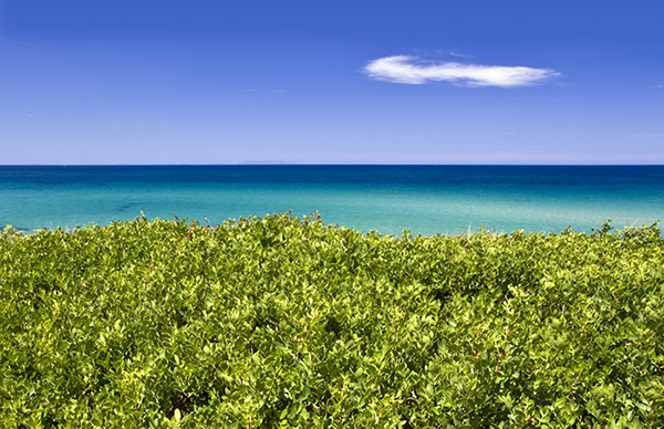 La mangrove : une barrière naturelle contre la montée des eaux